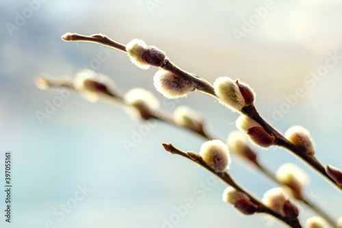 Willow branch with catkins on a gentle light background