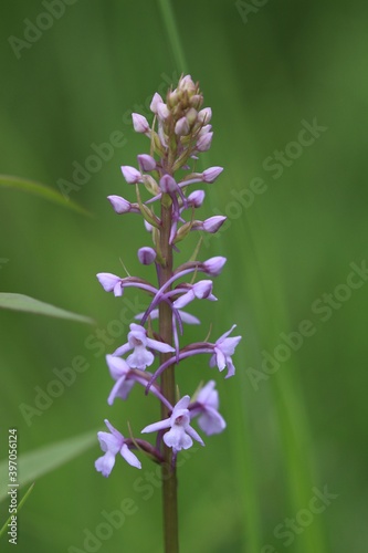 Rote Waldhyazinthe(Platathera bifolia) photo