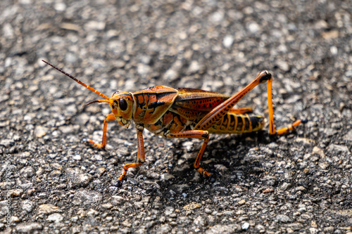 Eastern Lubber Grasshopper on the pavement © Zach