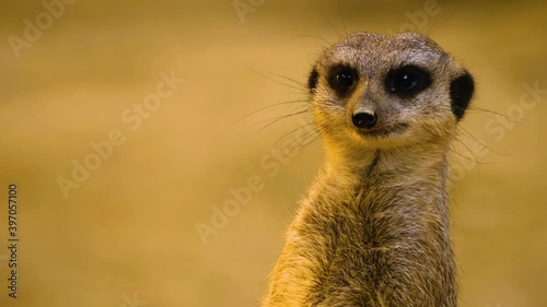Close up of meerkat looking around photo