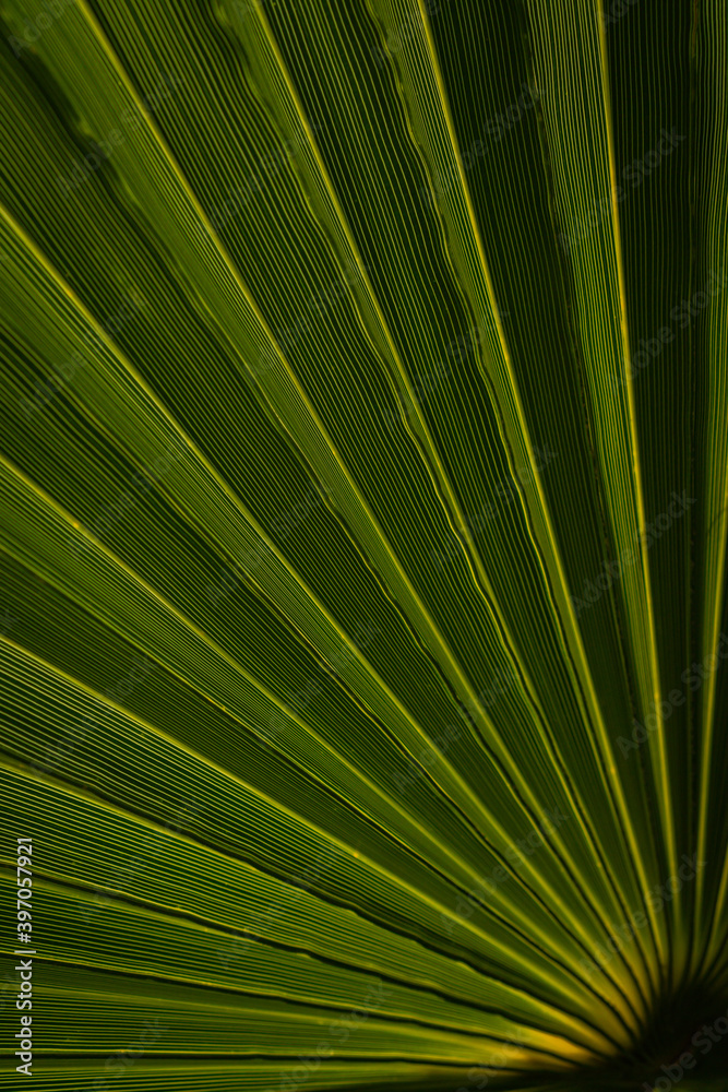 green palm leaves texture green palm leaves texture