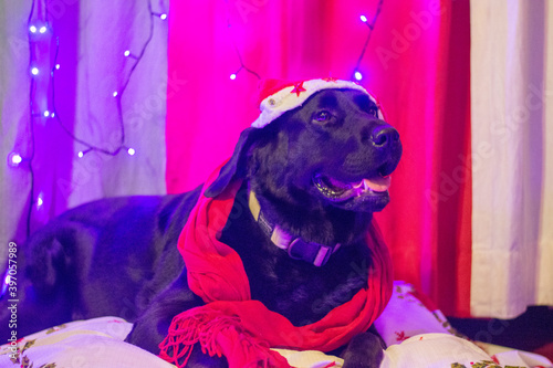 Christmas Doggies