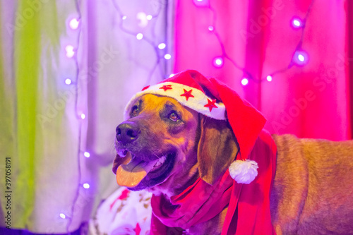Christmas Doggies