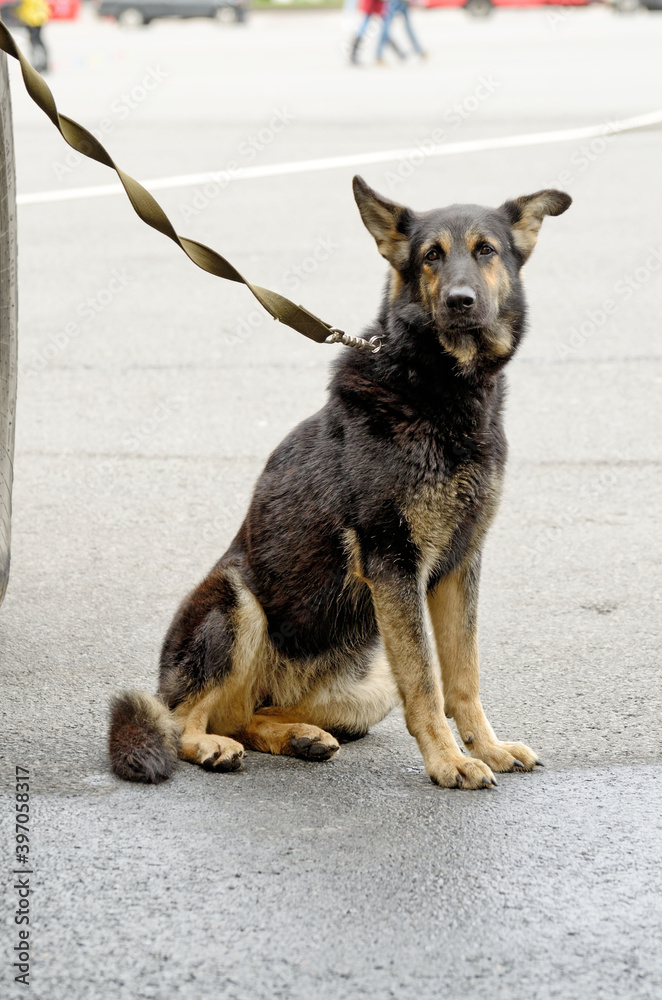 Service dog shepherd.