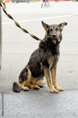 Obraz na płótnie Service dog shepherd. w salonie