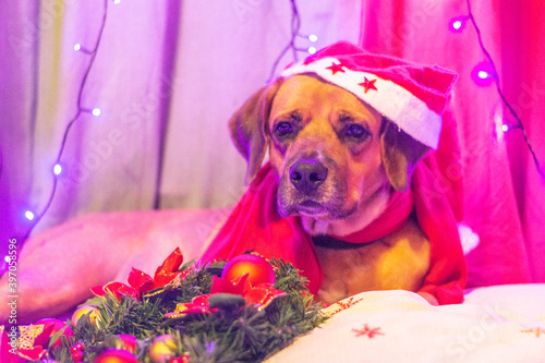 Christmas Doggies