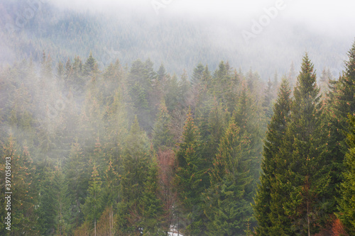 Ukrainian Carpathian mountains with fogs between the trees after winter