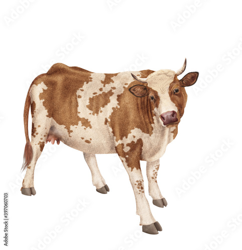 vache laitière, animal, ferme, bétail, blanc, blanche et roux , gazon, agriculture, bétail, boeuf, taureau, champ, alpage, mammifère, isolé, prairie, mollet, lait, nature, rural, vache laitière, vert,