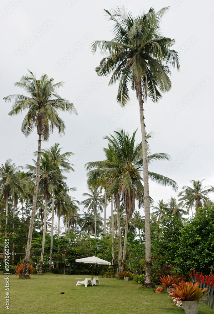 Coconut palms on the coconut island Coconut palms on the coconut island