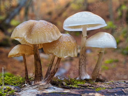 Forest mushrooms bundle during autumn