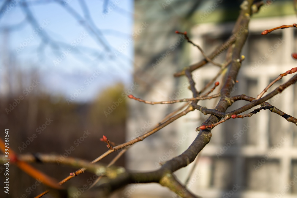 Swollen, not blooming buds of trees against the background of the window of an old wooden house Swollen, not blooming buds of trees against the background of the window of an old wooden house
