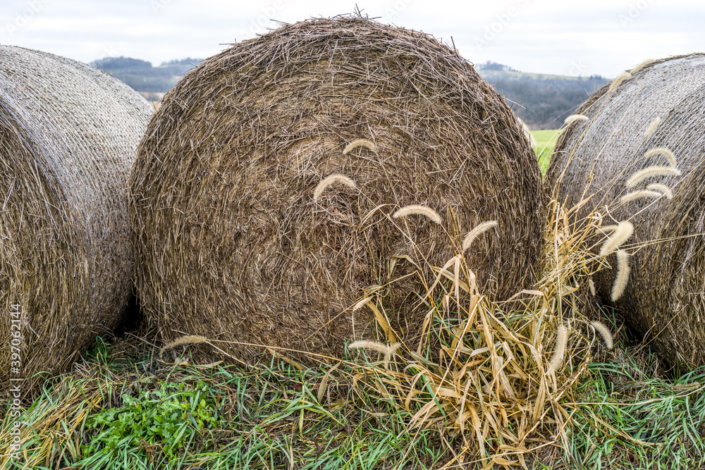 Hay Bales rolled up on the farm field