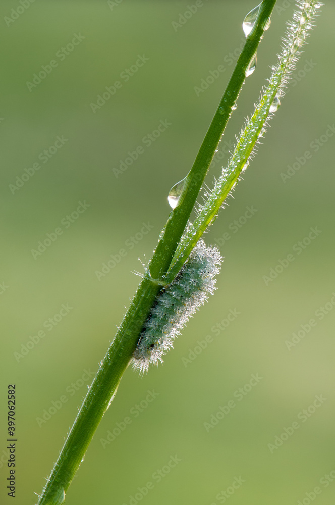 Butterfly caterpillar in dew on a blade of grass on a summer morning Butterfly caterpillar in dew on a blade of grass on a summer morning