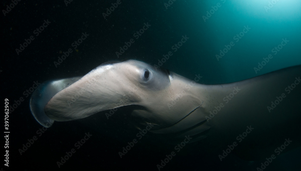 Fototapeta premium Manta Ray close up(Mobula alfredi) Maldives