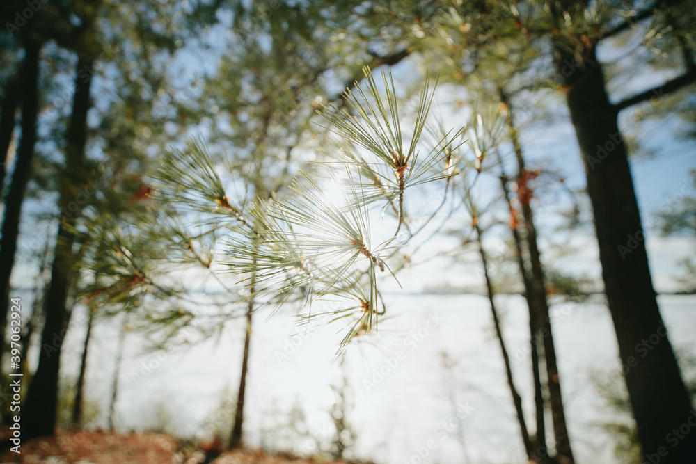 Pine tree branches in winter Pine tree branches in winter