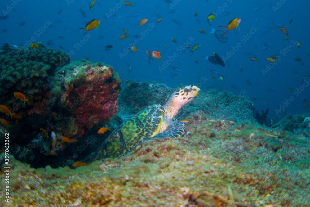 Hawksbill Sea Turtle (Eretmochelys imbricata) in the beautiful coral reefs of the Maldives
