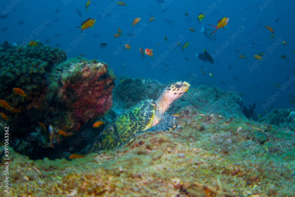 Obraz premium Hawksbill Sea Turtle (Eretmochelys imbricata) in the beautiful coral reefs of the Maldives