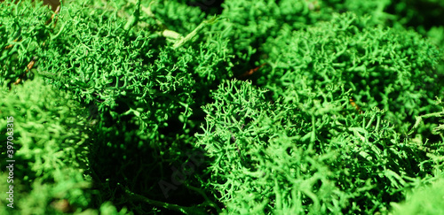 green stabilized preserved moss for ecological interior design close-up