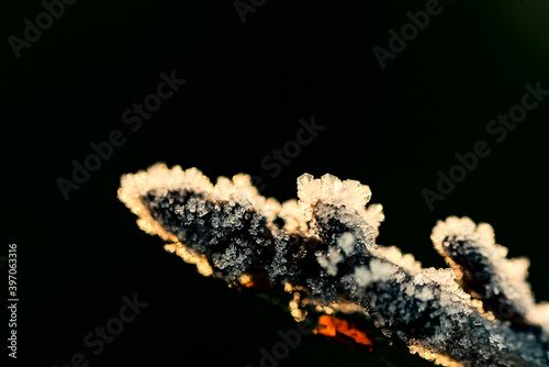 A twig with buds covered with ice crystals - close-up. Frost in the morning. Frosted trees at negative temperature.