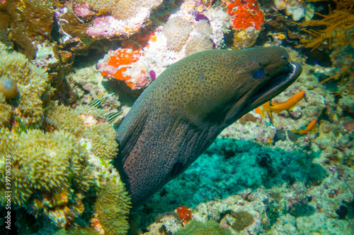 close up macro: Giant Moray Eel (Gymnothorax javanicus) underwater foto