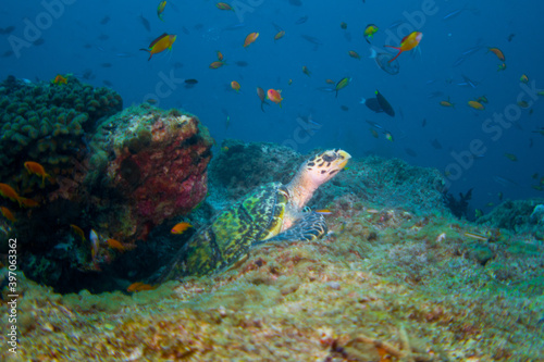 Hawksbill Sea Turtle (Eretmochelys imbricata) in the beautiful coral reefs of the Maldives © Tobias