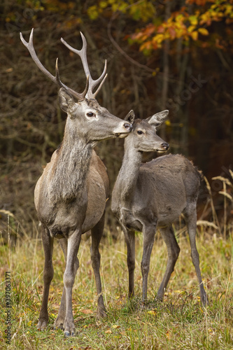 Couple of red deer, cervus elaphus, looking on field in autumn nature. Stag and hind standing close in forest in fall. Two mammals in love watching on grass.