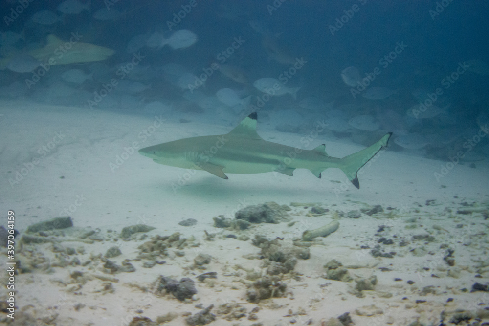 Fototapeta premium blacktip reef shark (Carcharhinus melanopterus) at Alimata Bay, Maldives