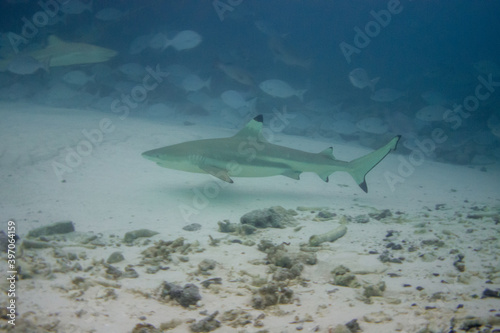 blacktip reef shark (Carcharhinus melanopterus) at Alimata Bay, Maldives