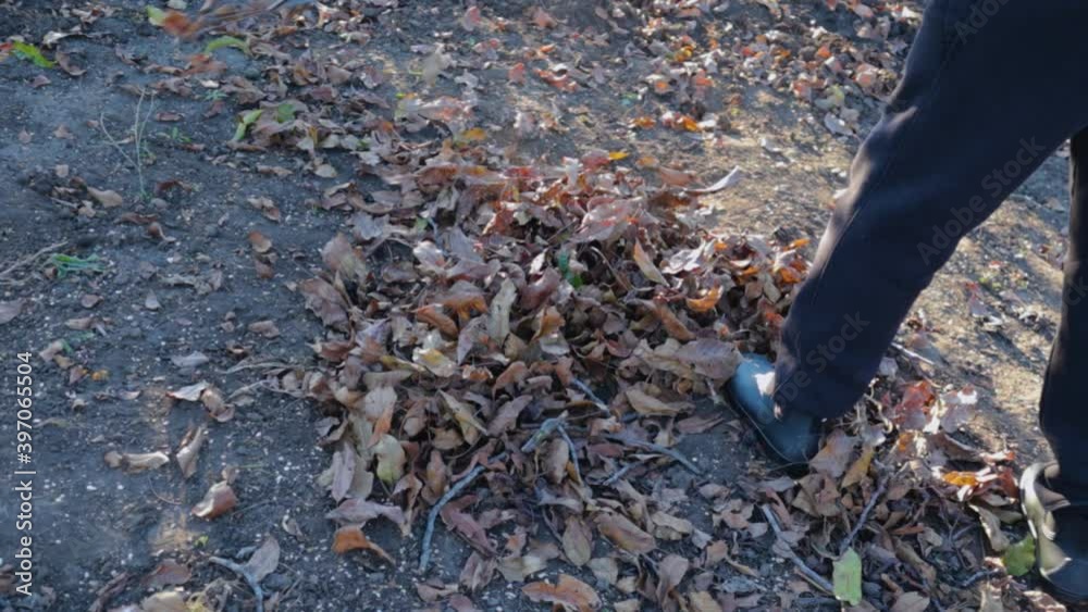 Cleaning dry leaves with a rake. Close-up. Cleaning dry leaves with a rake. Close-up.