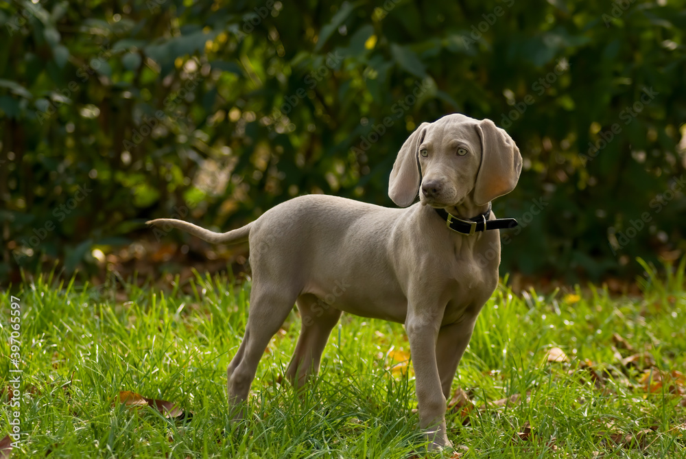 Purebred Weimaraner puppy on green lawn. Young weimar dog standing on green grass and looking at camera. Copy space. Foliage of hedgerow in the background