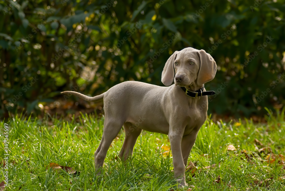 Purebred Weimaraner puppy on green lawn. Young weimar dog standing on green grass and looking at camera. Copy space. Foliage of hedgerow in the background Purebred Weimaraner puppy on green lawn. Young weimar dog standing on green grass and looking at camera. Copy space. Foliage of hedgerow in the background