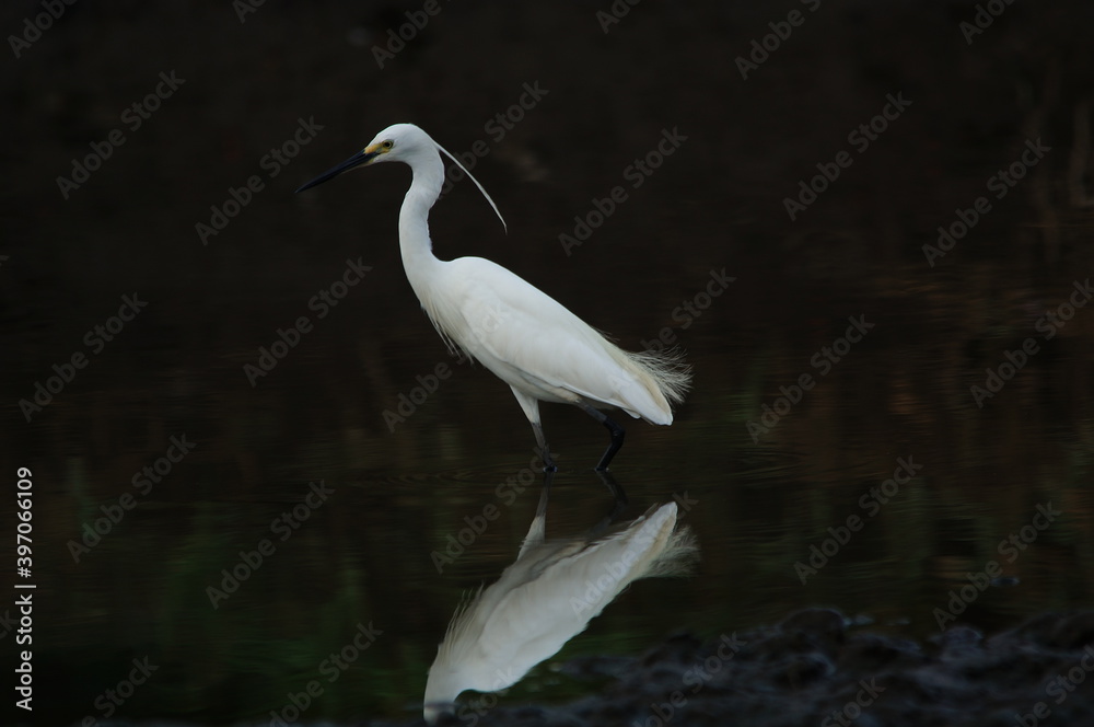 little egret are looking for food in rivers or lakes little egret are looking for food in rivers or lakes