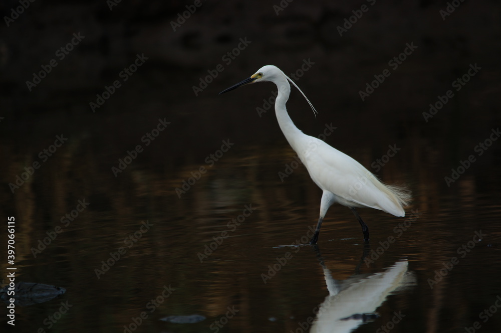 Fototapeta premium little egret are looking for food in rivers or lakes
