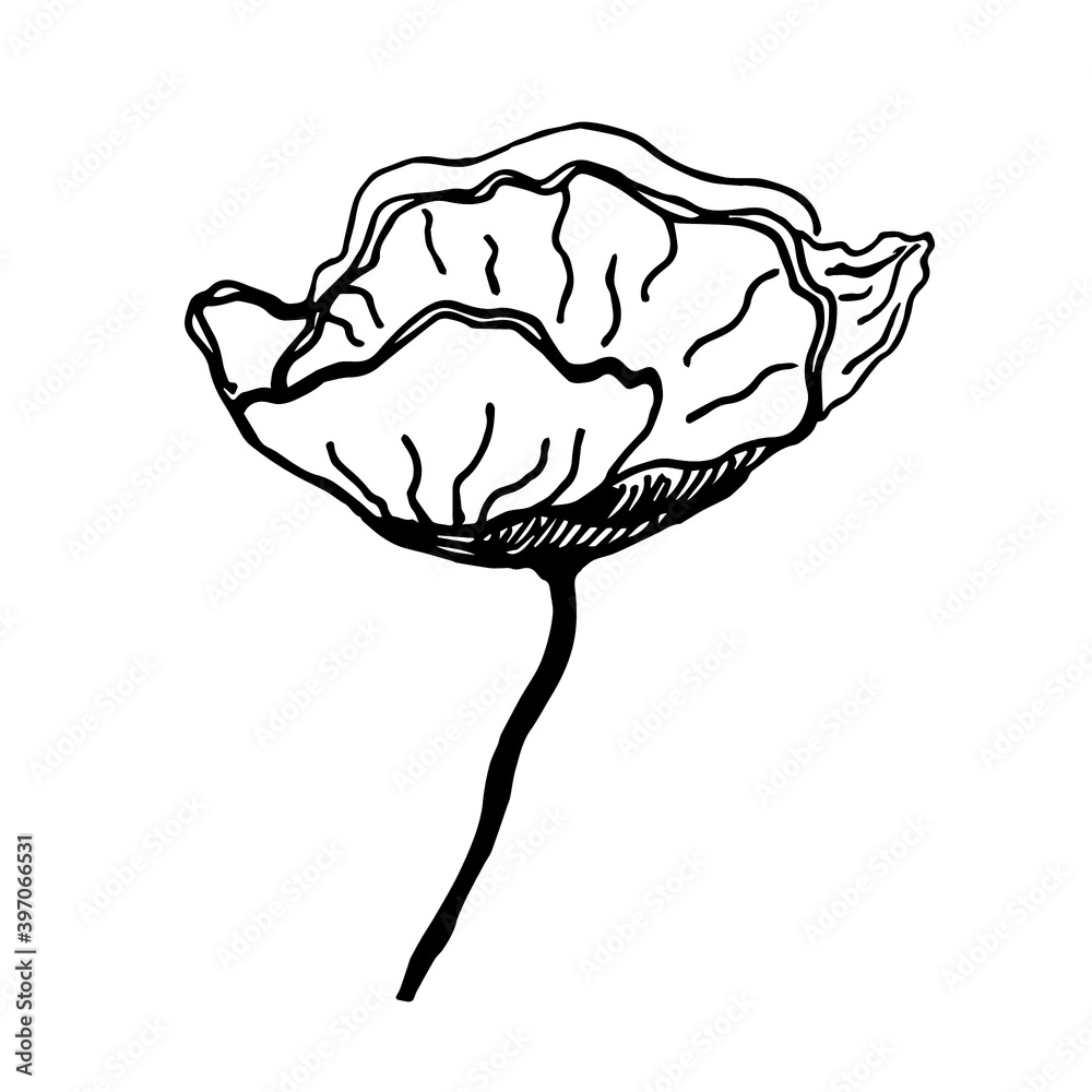 Vector sketch black and white flower. Hand drawn graphic flower on white background. Vector sketch black and white flower. Hand drawn graphic flower on white background.