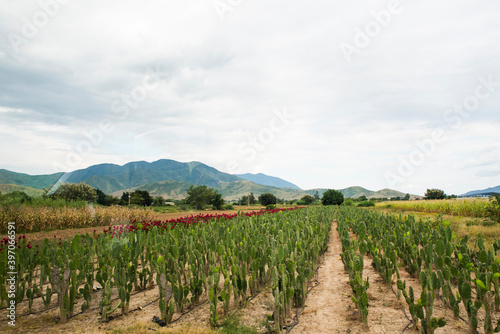 field of cactus