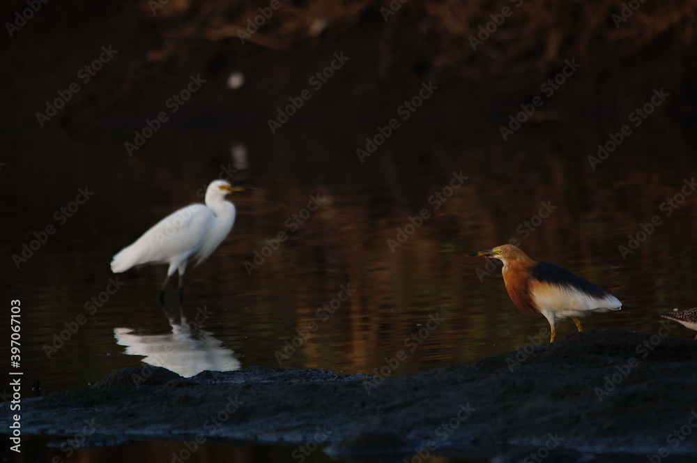 Javan pond heron is in the river looking for food Javan pond heron is in the river looking for food