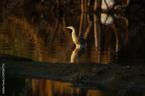 Javan pond heron is in the river looking for food photo