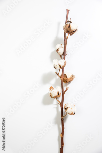 Dry branches of cotton on white. Empty space