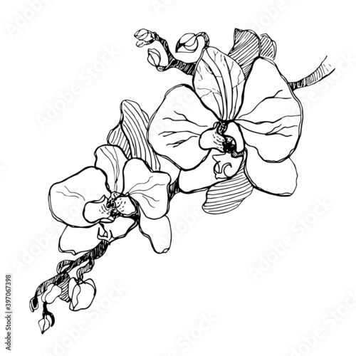 Vector sketch black and white flower. Hand drawn graphic flower on white background. 