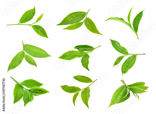  leaves green tea isolated on white background