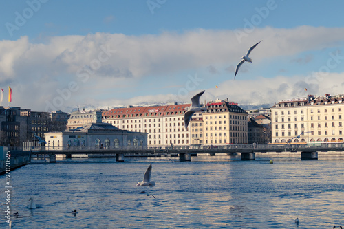 Canvas Print geneva and birds in winter
