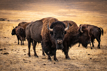 Fototapete Bison Imposanter Bisonbulle in Nahaufnahme  © Keegan