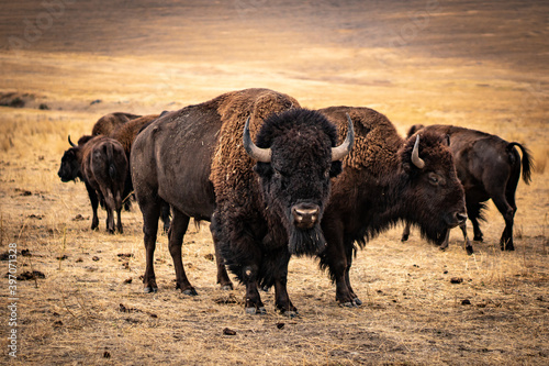Leinwand Poster Bull Bison