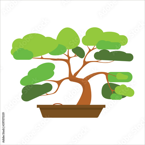 Bonsai pine decorative small tree growing in container vector illustration