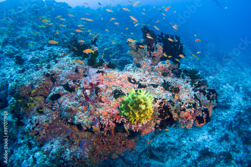 Fototapeta Naklejka Na Ścianę i Meble -  Beautiful hard and soft corals of the Maldives coral reefs