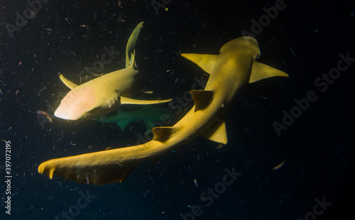 A group of nurse sharks (Ginglymostoma cirratum) in the Maldives Alimatha shining golden photo