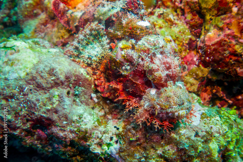 Macro close up of a scorpion fish (Scorpaenidae) in the maldives