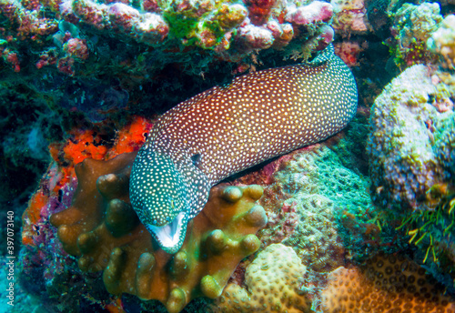 Fototapeta Naklejka Na Ścianę i Meble -  Close up, Macro: Laced moray(Gymnothorax favagineus), underwater foto