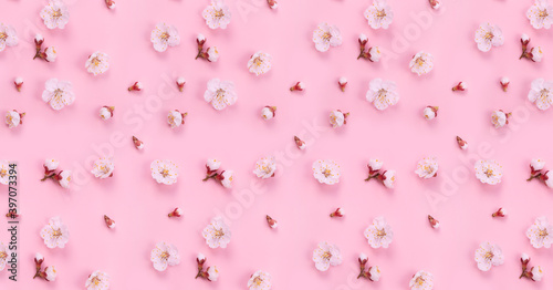 Spring nature background with white flowers on a pink background.
