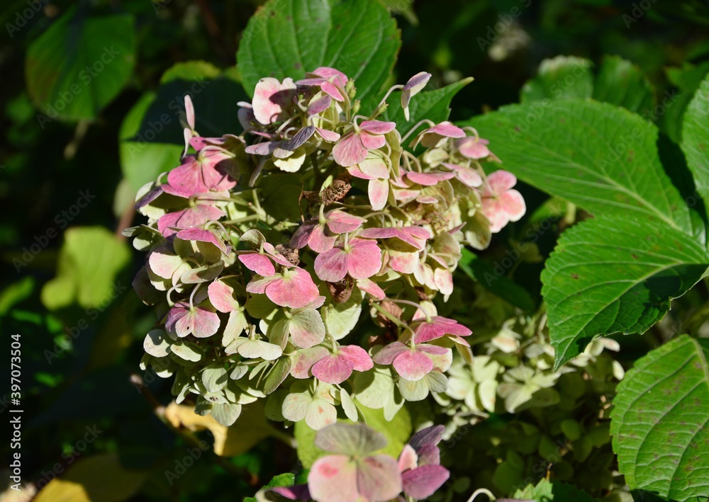 Obraz premium Hortensienblüte im Herbst